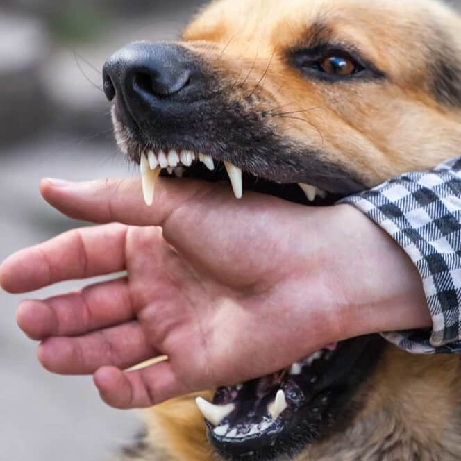 Natalie Ortiz | Dog Bite Attorney | Irvine, Ca